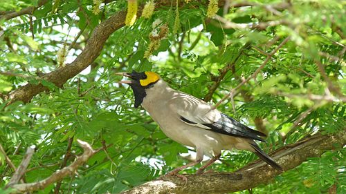 Wattled starling